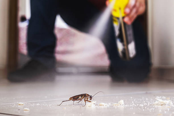 Best Insect Control  in Zion, IL