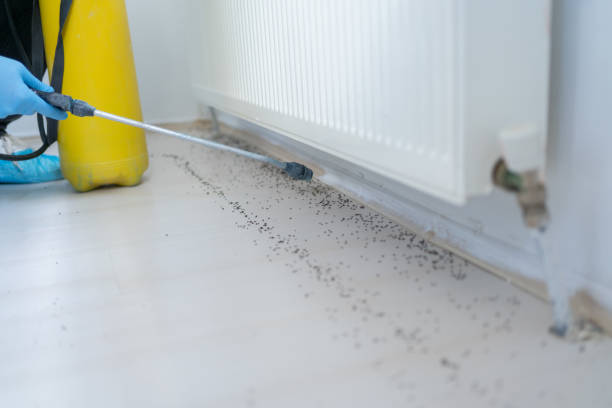 Wasp Removal Services in Zion, IL